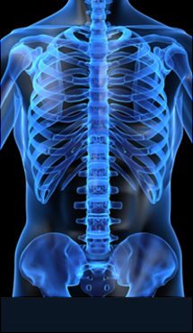 안산자생한방병원 허리질환 척추측만증-정상적인 사람의 척추 모습입니다.